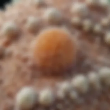 A close-up of a clogged pore with sebum and dead skin cells